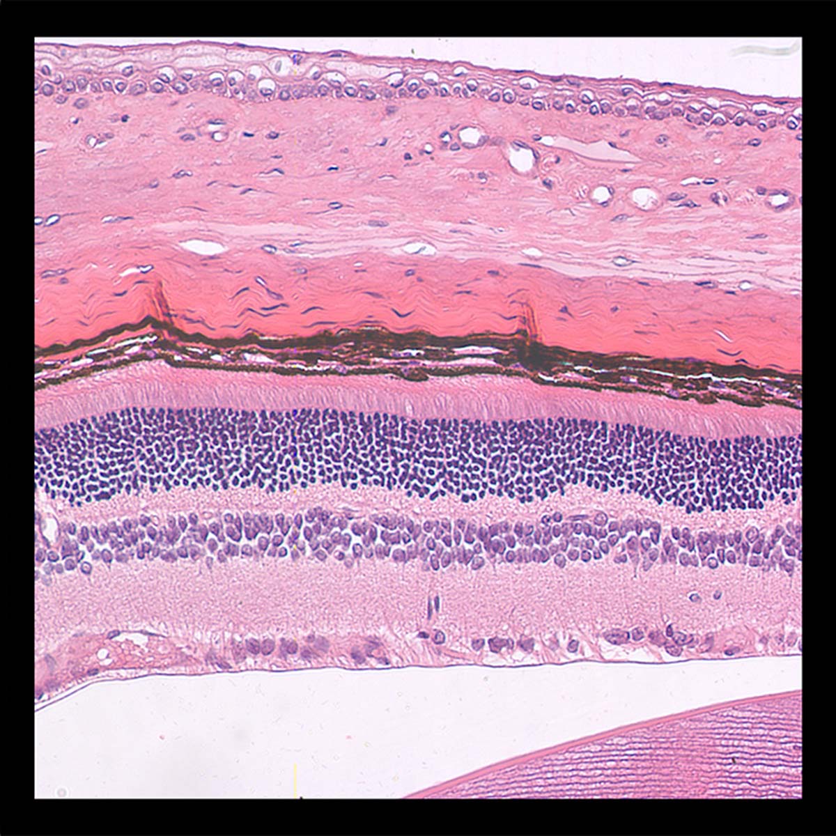 Andrea Rassell micrographs made using confocal microscopy